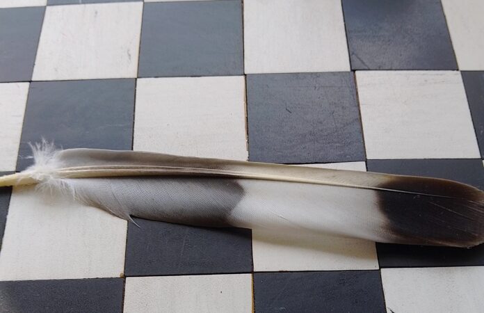 chess feather