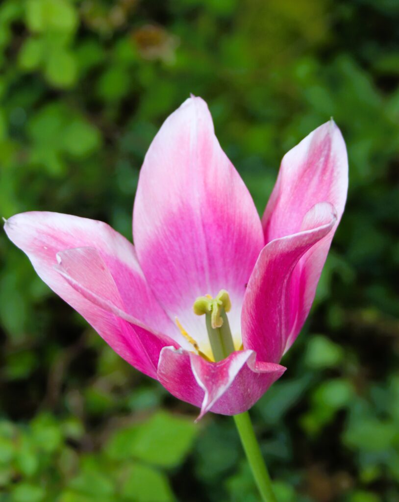 Wild pink tulip in the woods