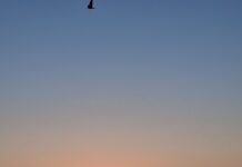 Jurassic Coast Haiku – Sunrises, Shells & Broken Pieces